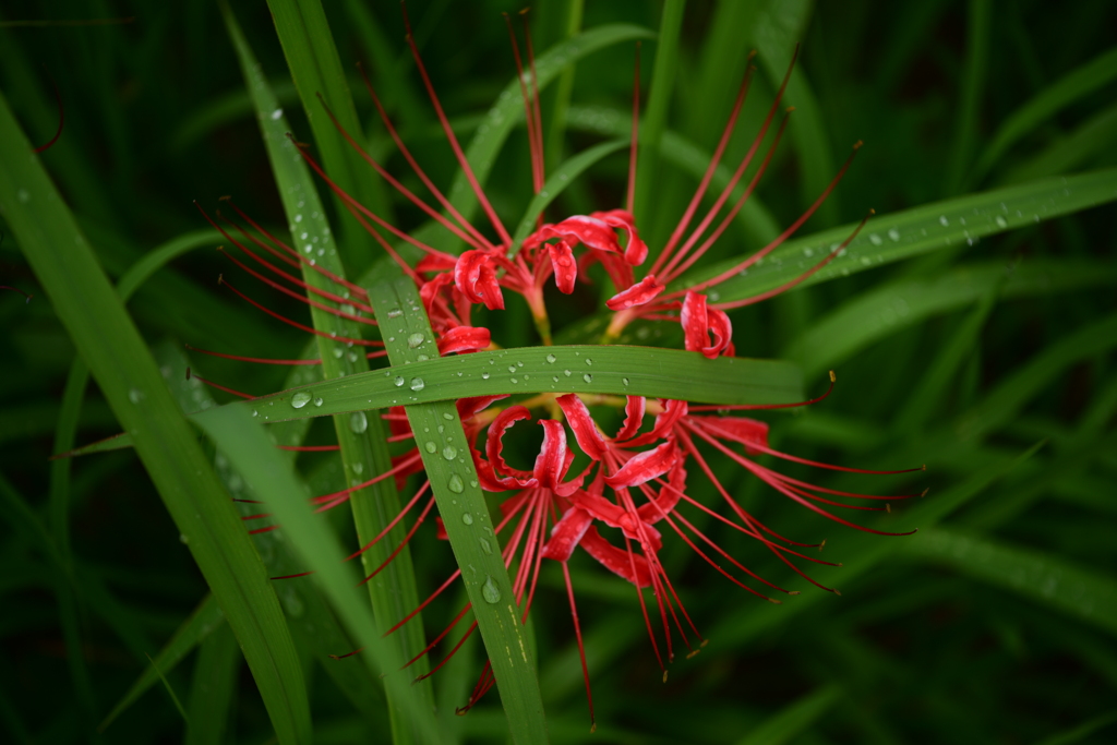 朝露と曼珠沙華