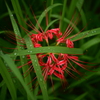 朝露と曼珠沙華