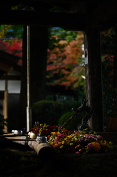 花手水と紅葉