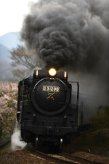 名残桜と帰ってきたD51