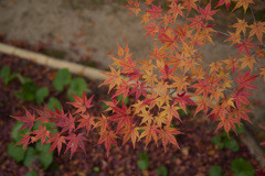 寄って柔らかく(現像)