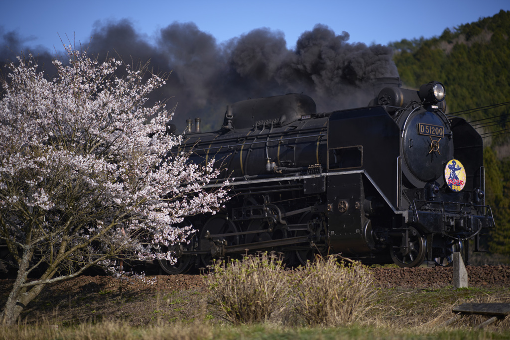 やぶさめヘッドマークと桜