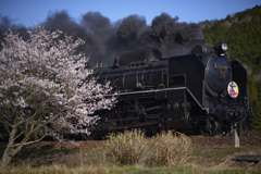 やぶさめヘッドマークと桜