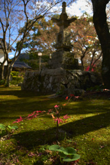 小さな一本紅葉(現像)