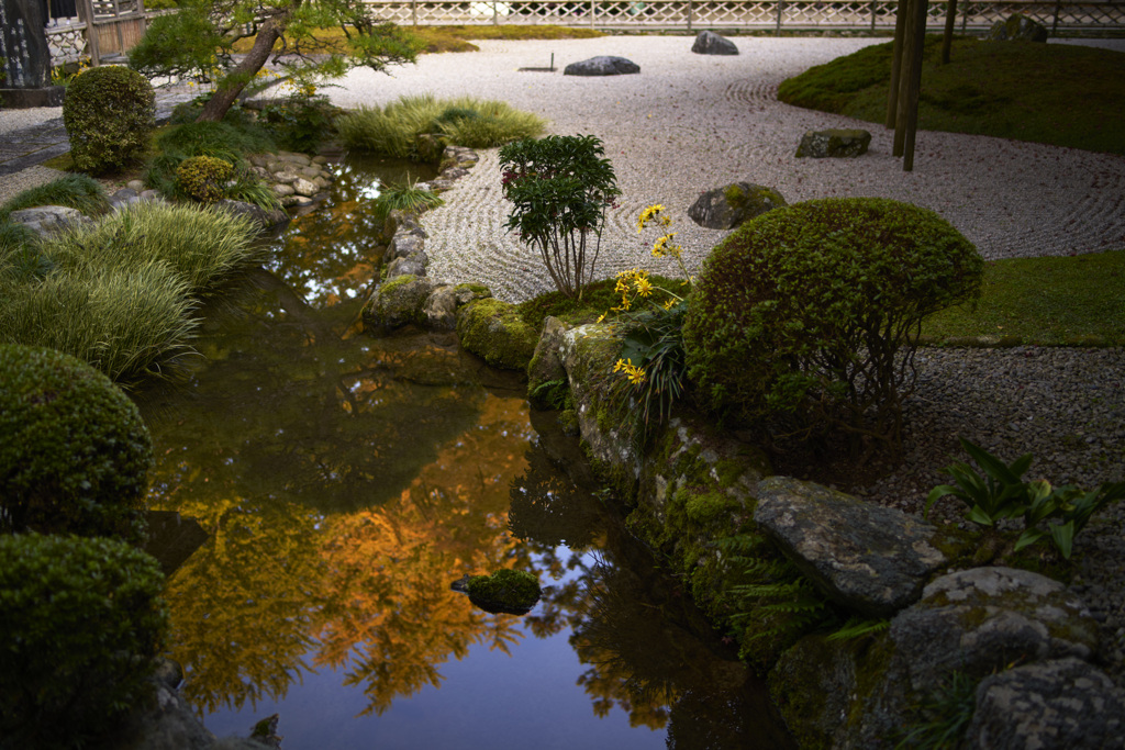 水鏡の銀杏と石蕗