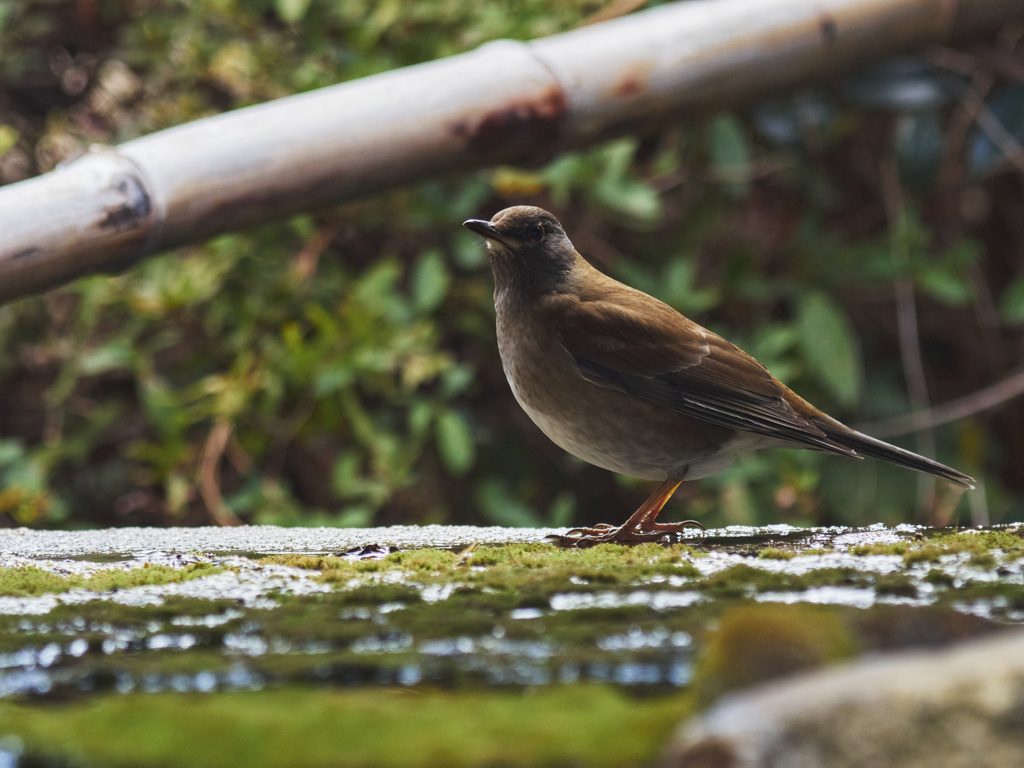 美人なシロハラ
