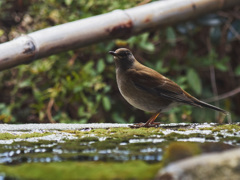 美人なシロハラ