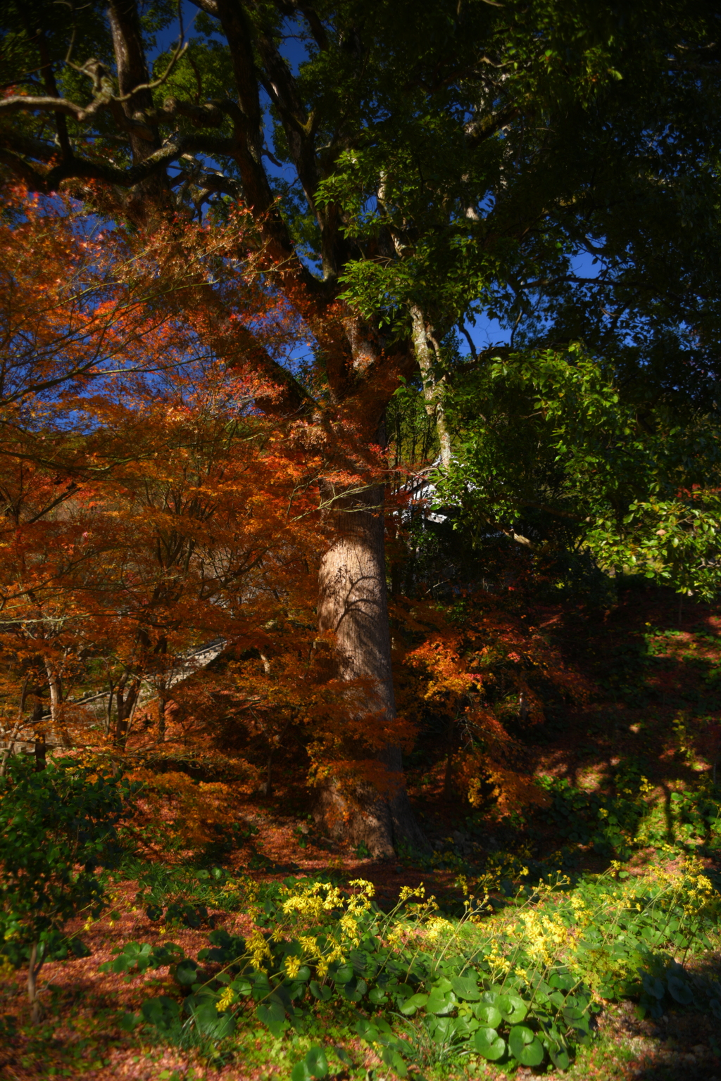 目立たぬ傑作レンズと目立たぬ紅葉の名所