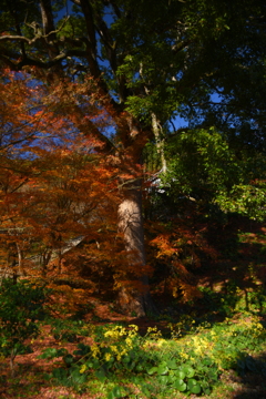 目立たぬ傑作レンズと目立たぬ紅葉の名所