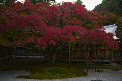 庭より望む大楓
