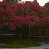 庭より望む大楓