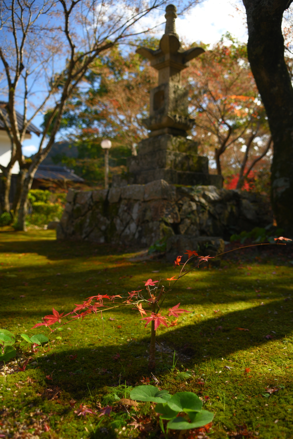 小さな一本紅葉