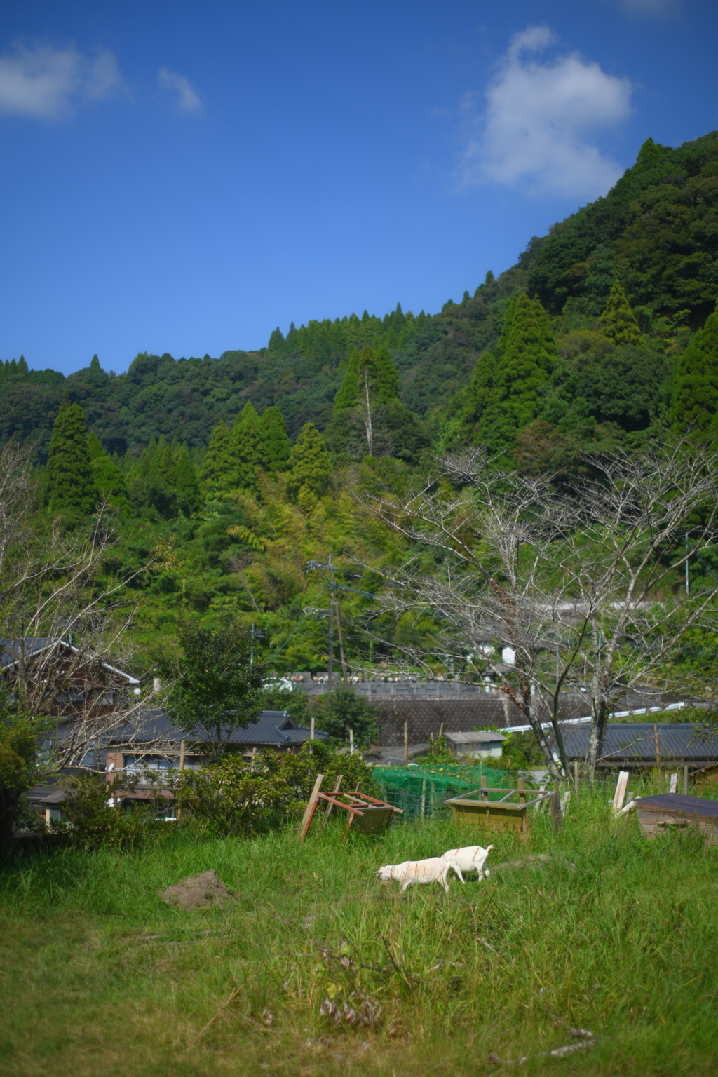 青空と山羊
