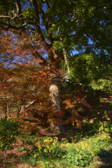 目立たぬ傑作レンズと目立たぬ紅葉の名所(現像)