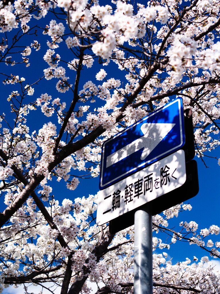 コダックブルーと桜