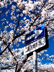 コダックブルーと桜