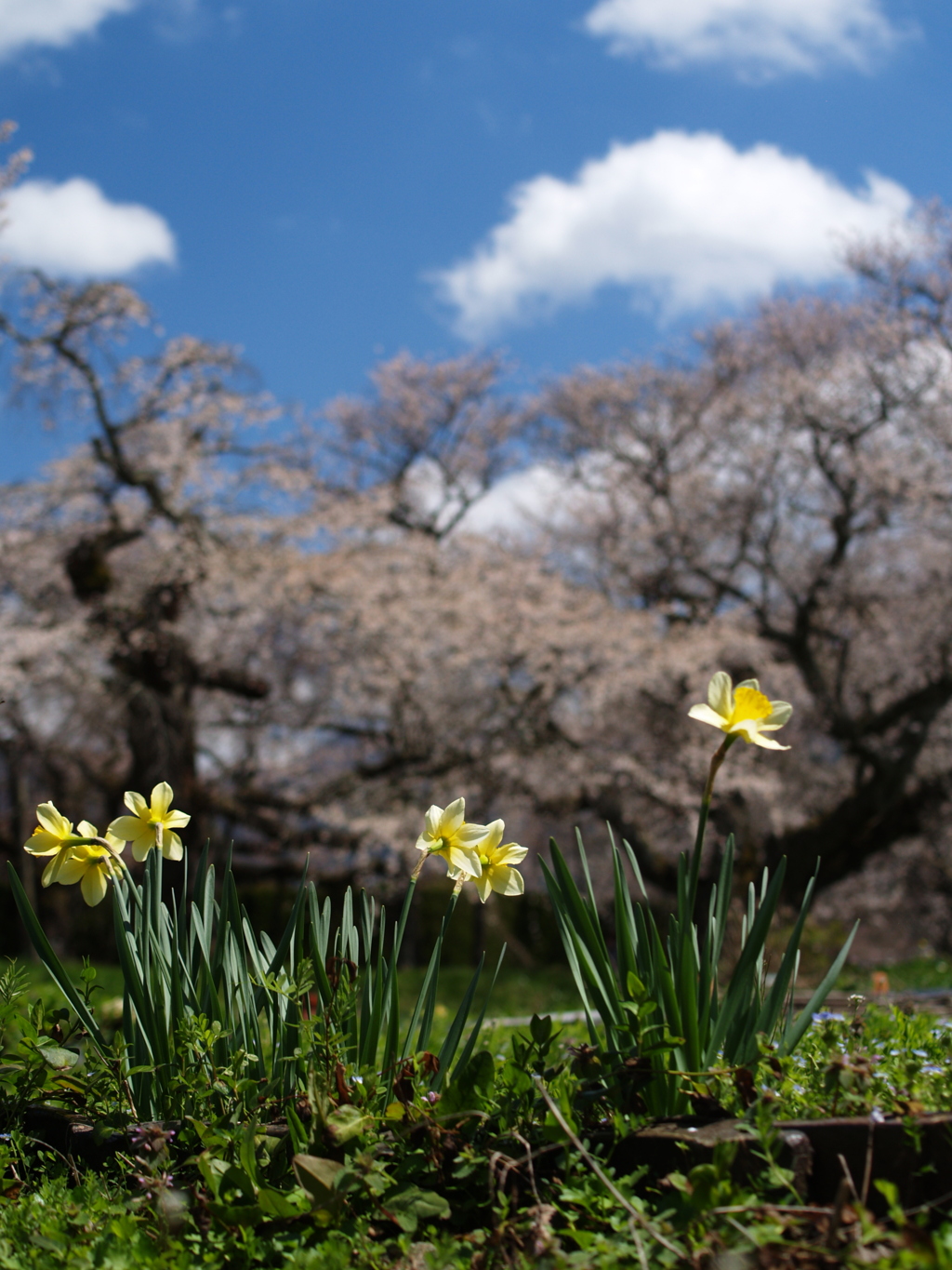 枝垂れ桜と水仙