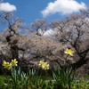 枝垂れ桜と水仙