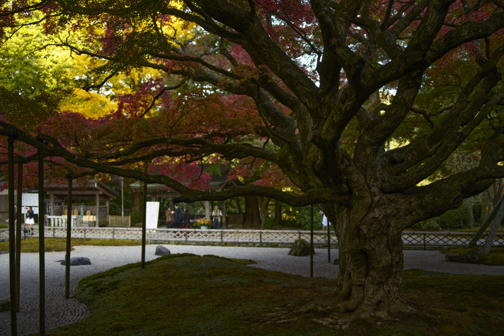 堂内より望む大楓