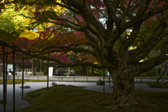 堂内より望む大楓