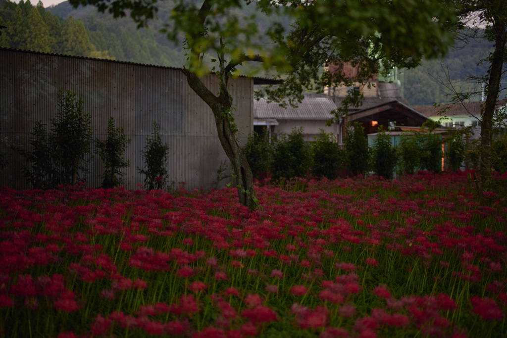 深紅の絨毯に立つ者