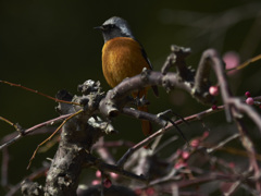 まだ咲かぬ梅と