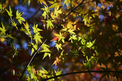 微かに色づく(現像)