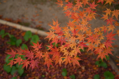 寄って柔らかく