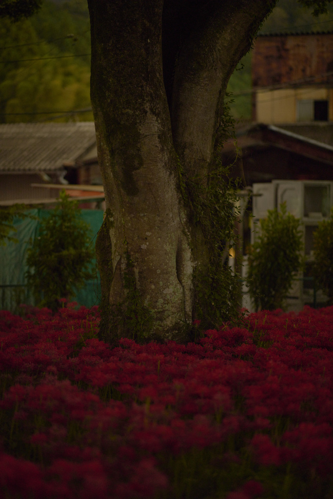 彼岸花に囲まれて