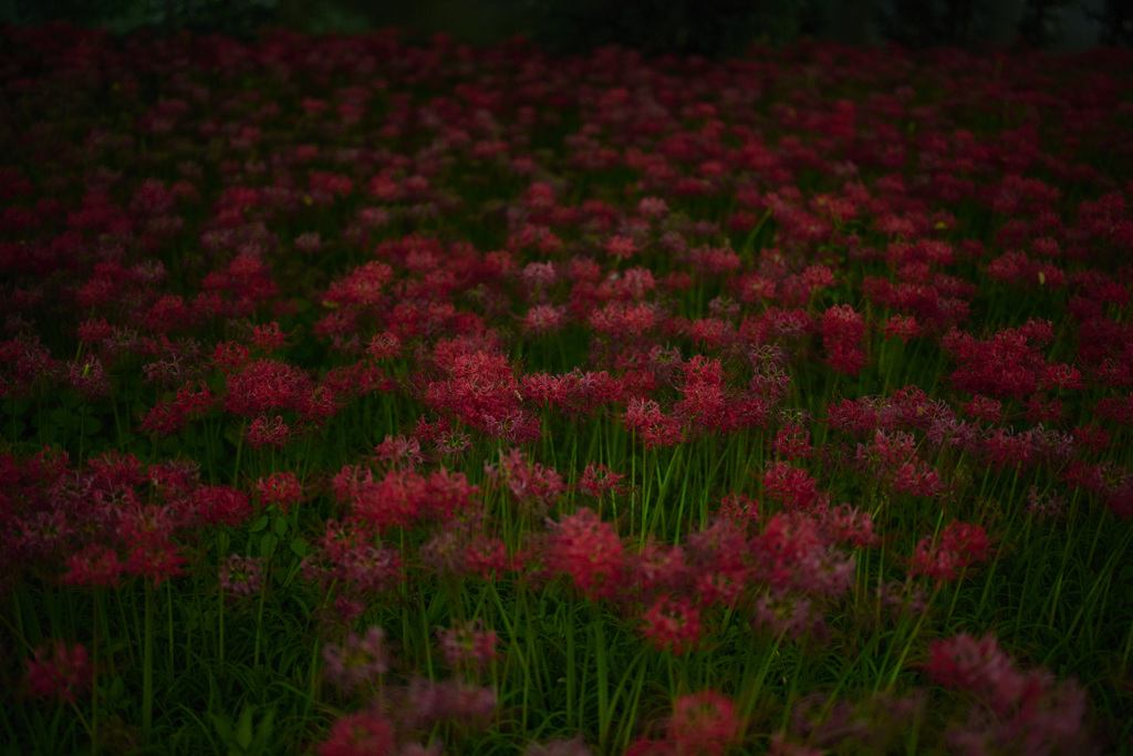 彼岸花畑の奥行き