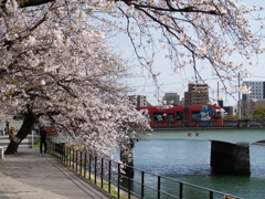 最後の桜