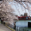最後の桜