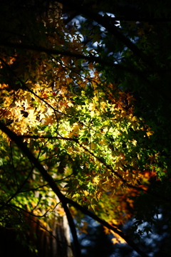 陽光に透かして