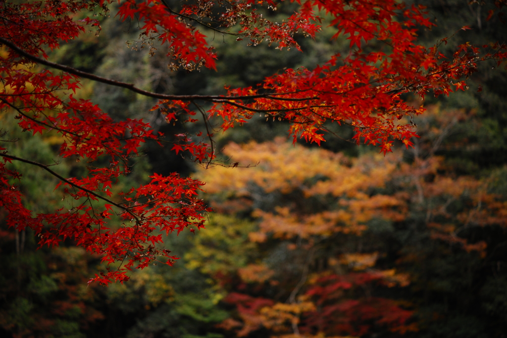 絵画的な後ボケ