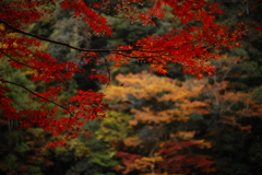 絵画的な後ボケ