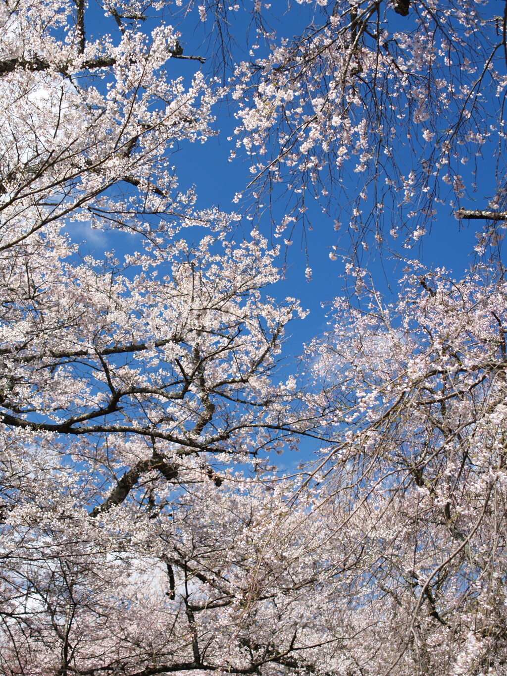 青空と桜の額縁