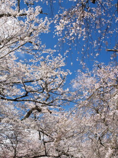 青空と桜の額縁