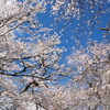青空と桜の額縁