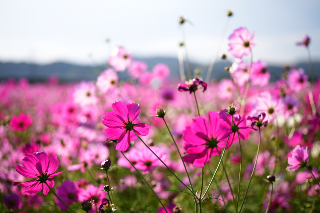 逆光に透かして