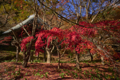 美しい色彩(現像)