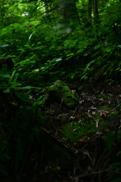 苔むす岩