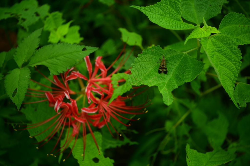 蛾と曼珠沙華