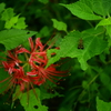 蛾と曼珠沙華