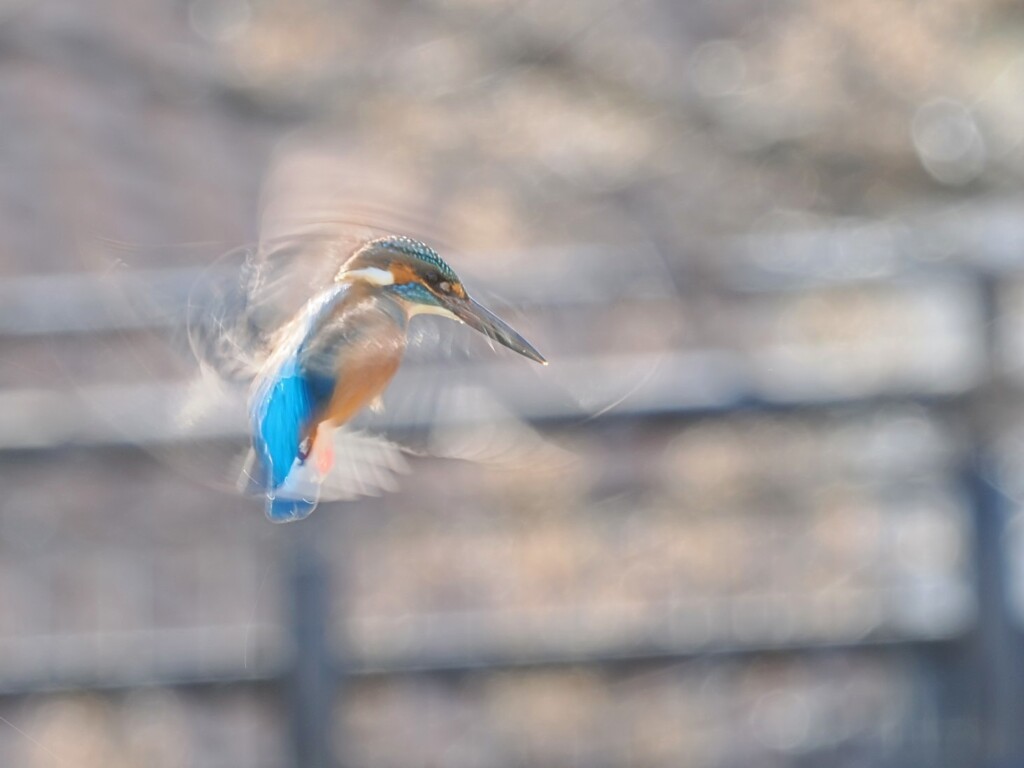 カワセミのホバリング