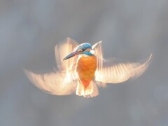 火の鳥ホバリング