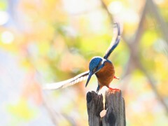 ザリガニみっけ！