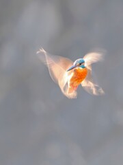 夕方のカワセミホバリング
