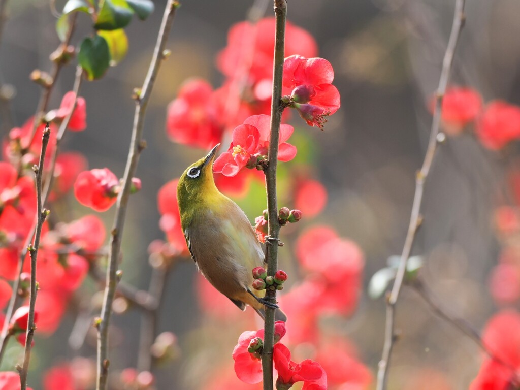 赤い、梅？じろー。