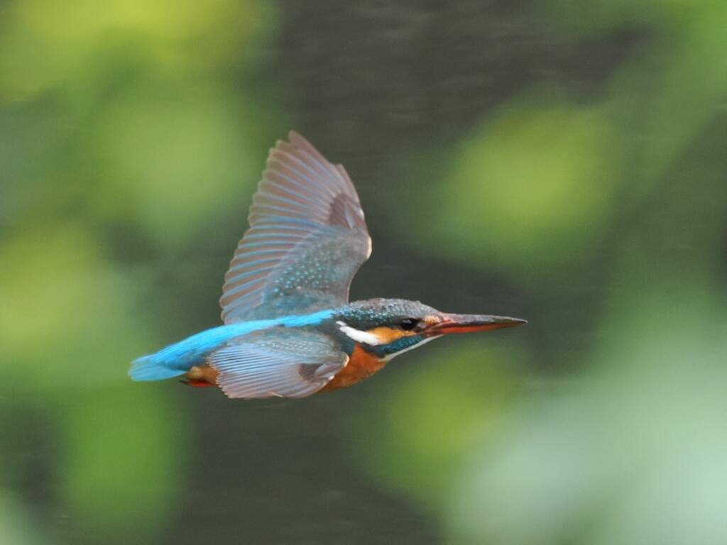 春の隙間をぬって