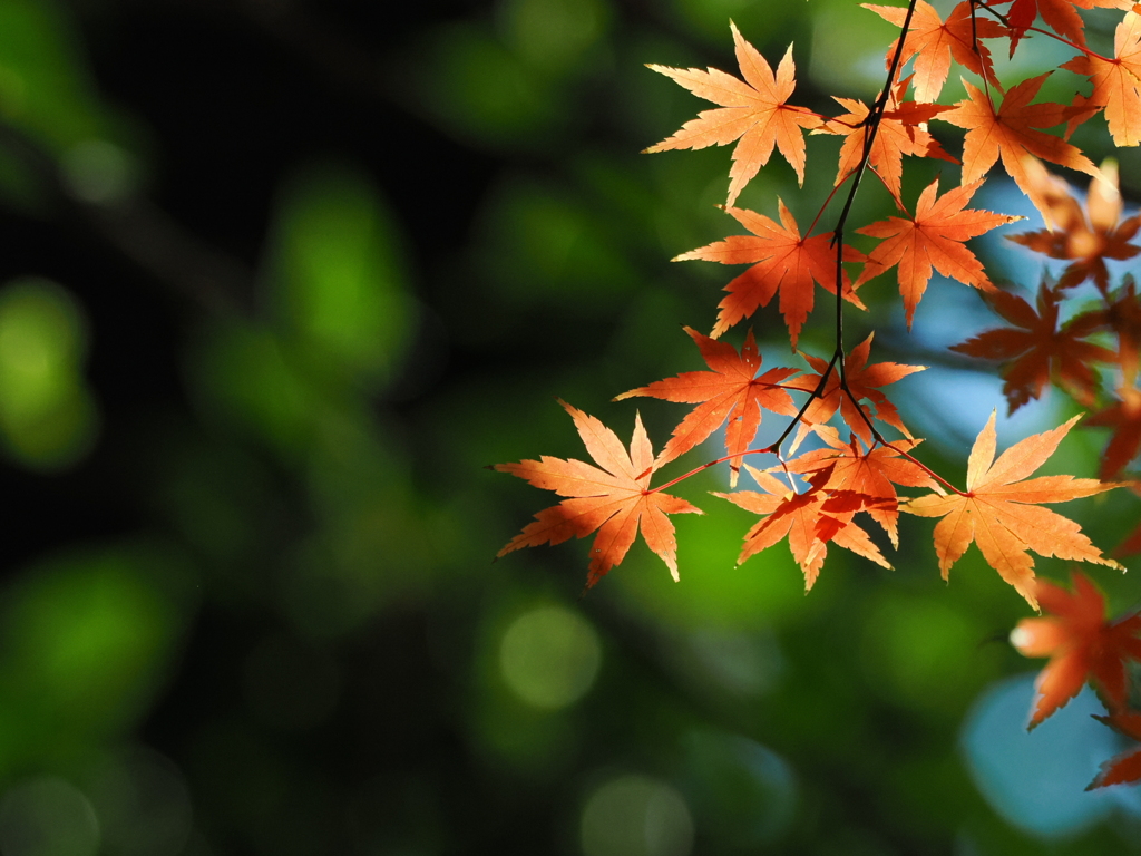 キラキラもみじ